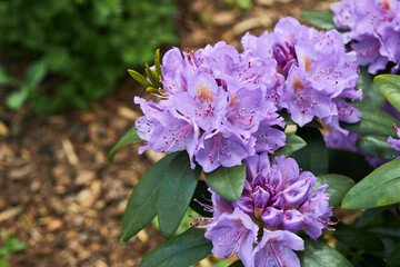 Rhododendron Catawbiense Grandiflorum purple flowers and buds close up. Called Mountain rosebay, Purple ivy, Purple laurel, Purple rhododendron, Red laurel, Rosebay, Rosebay laurel