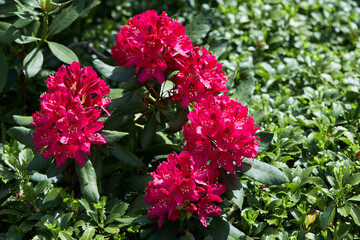 Pink Rhododendron Azalea japonica flowers in the garden. California rosebay evergreen shrub - obrazy, fototapety, plakaty