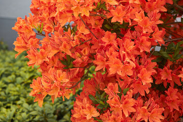Naklejka na ściany i meble Knap Hill Hybrid Rhododendron. Hybrid Azalea Feuerwerk (Rhododendron molle, Rhododendron calendulaceum, Rhododendron arborescens) in the garden. 