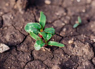 Red beetroot, fresh sprouts and young leaves in the garden. Vegetables, herbs and micro-greens. Also beets, canteen, garden or red beets. Gardening.