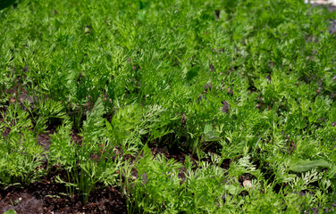 Young carrot plant sprouts grow on farm garden bed. Growing organic carrot crop - vegetables sprouts on farm field. Green carrot plant row growing. Vegetable plant crop closeup in agriculture field
