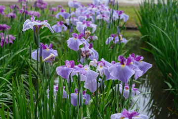 雨の日の花菖蒲