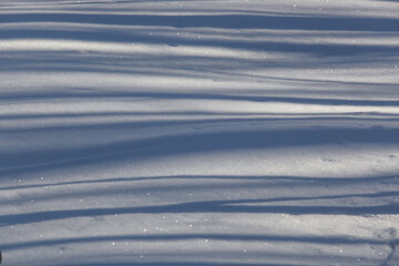 雪野原に木の影