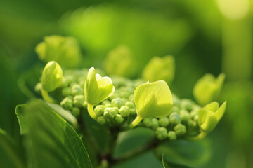 周り部分の蕾が丸く円を描くように開花を始めているガクアジサイのマクロ。日差したくさん当たっている