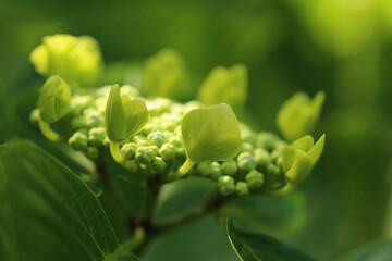 周り部分の蕾が丸く円を描くように開花を始めているガクアジサイのマクロ。部分的に日差しが当たっている