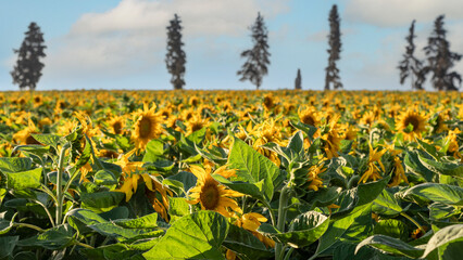 Large field of sunflowers in the sunset light