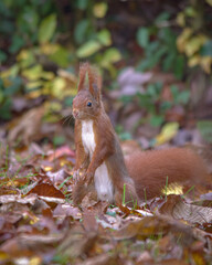 Eichhörnchen auf Futter suche