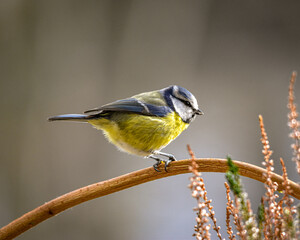 Blaumeise auf Futter suche