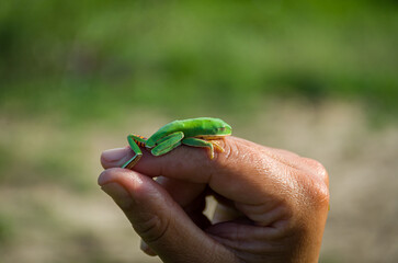 Person holding green frog