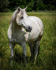Pferd auf der Weide beim Grasen.