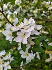 Apple tree blossom