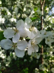 Obraz premium Apple tree blossom