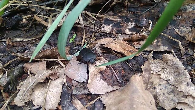 A black beetle is a dead eater, standing on the foliage, and an ant is running nearby.