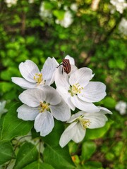 Apple tree blossom and bug