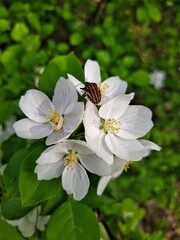 Apple tree blossom and bug
