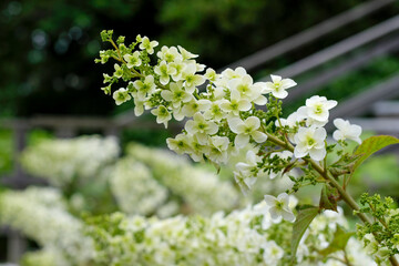 カシワバアジサイ