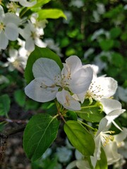 Apple tree blossom