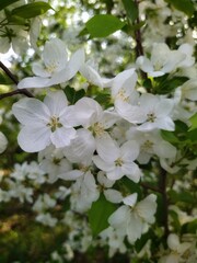 Apple tree blossom