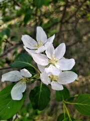 Apple tree blossom