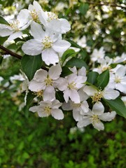 Obraz premium Apple tree blossom