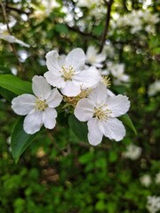 Apple tree blossom