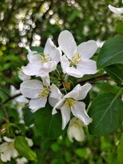Apple tree blossom