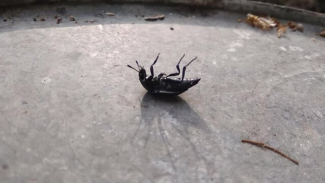 The black corpse-eating beetle has fallen on its back, and is helplessly moving its legs, trying to jump to its feet.
