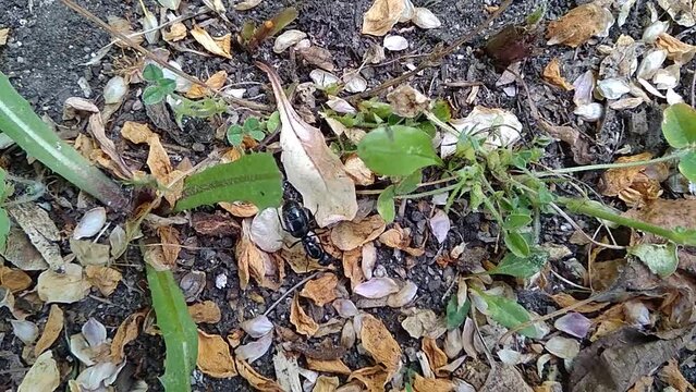 Female black garden ant, running around in search of a new anthill.