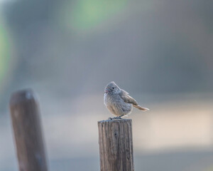 An Oak Titmouse (Baeolophus inornatus) perches on a fence post at Lake Cachuma in Santa Barbara county, CA.