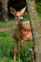 Fawn in the woods 
