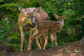 Doe and Fawn 