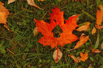 autumn maple leaf with carved house on greeen grass