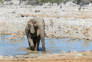 Obraz premium Wild african elephant on the waterhole in the savanna