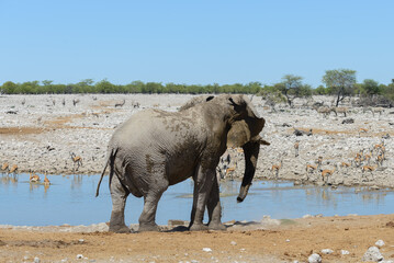 Obraz premium Wild african elephant on the waterhole in the savanna