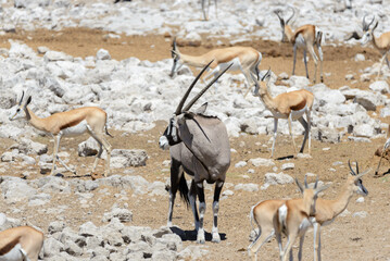Wild oryx antelope in the African savannah