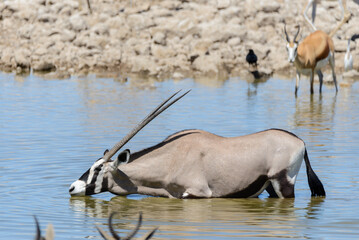 Wild oryx antelope in the African savannah