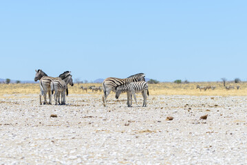 Wild zebras walking in the African savanna
