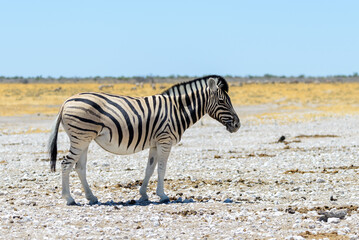 Fototapeta na wymiar Wild zebra walking in the African savanna close up