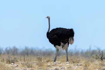 Wandaufkleber Wild ostrich walking in the African savannah © Alexey Seafarer