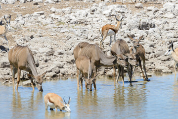 Wild kudu antelopes in the African savanna