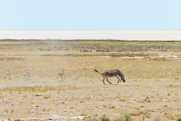 Wild zebras walking in the African savanna