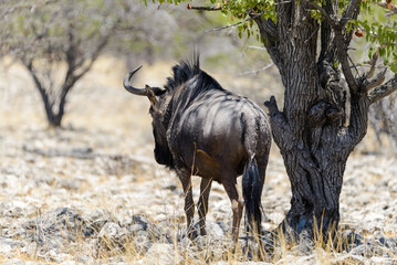 Naklejka na ściany i meble Wild gnu antelope in in African national park