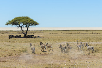 Wild zebras herd running in the African savanna