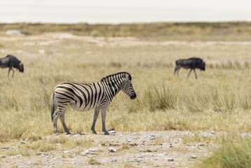 Fototapeta na wymiar Wild zebras walking in the African savanna with gnu antelopes on background