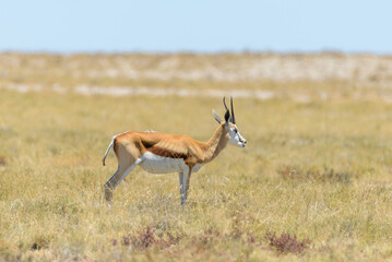 Wild springbok antelope in the African savanna