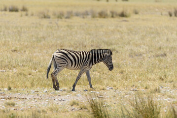 Wild zebra walking in the African savanna close up