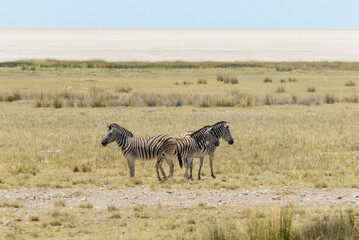 Wild zebras walking in the African savanna