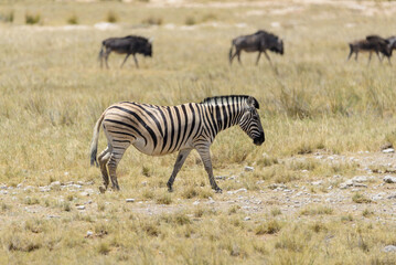 Wild zebras walking in the African savanna with gnu antelopes on background