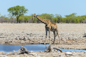 Fototapeta na wymiar Giraffe drinking water on waterhole in the African savanna