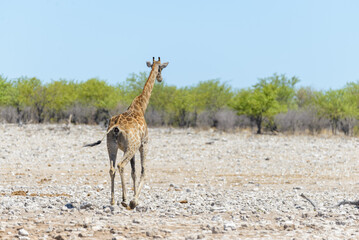 Naklejka na ściany i meble Giraffe on waterhole in the African savanna